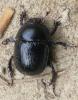 Anoplotrupes stercorosus